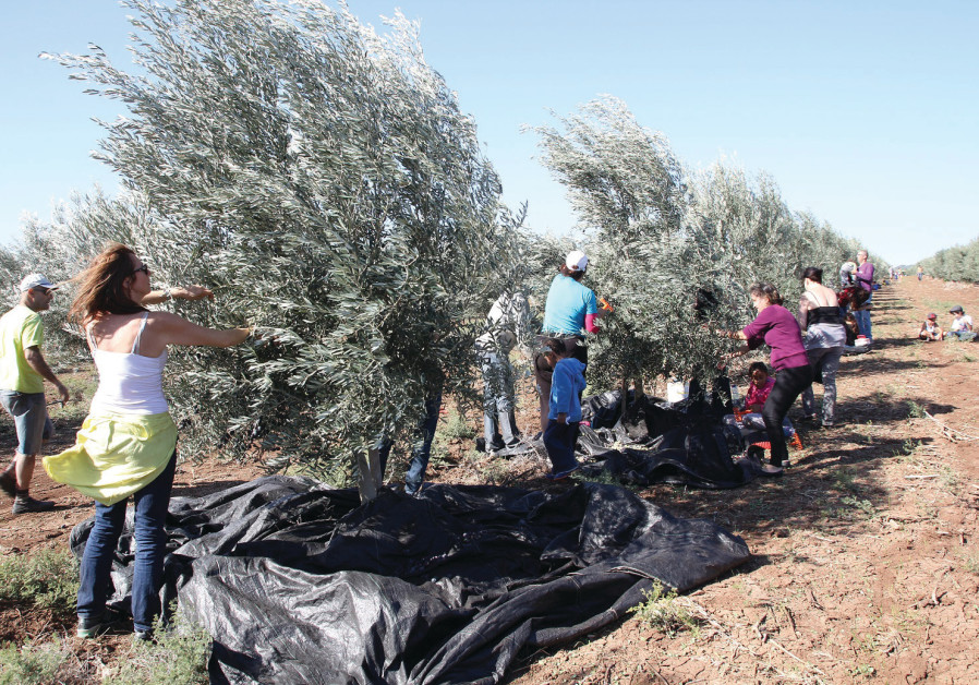 THE OLIVE harvest by volunteers at ‘the Scottish Grove’ in the Jezreel Valley