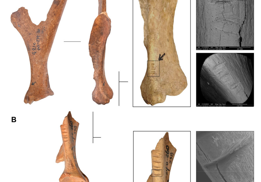 Photographs of deer bones found in a cave in the Galilee. (photo credit: Courtesy Hebrew University)