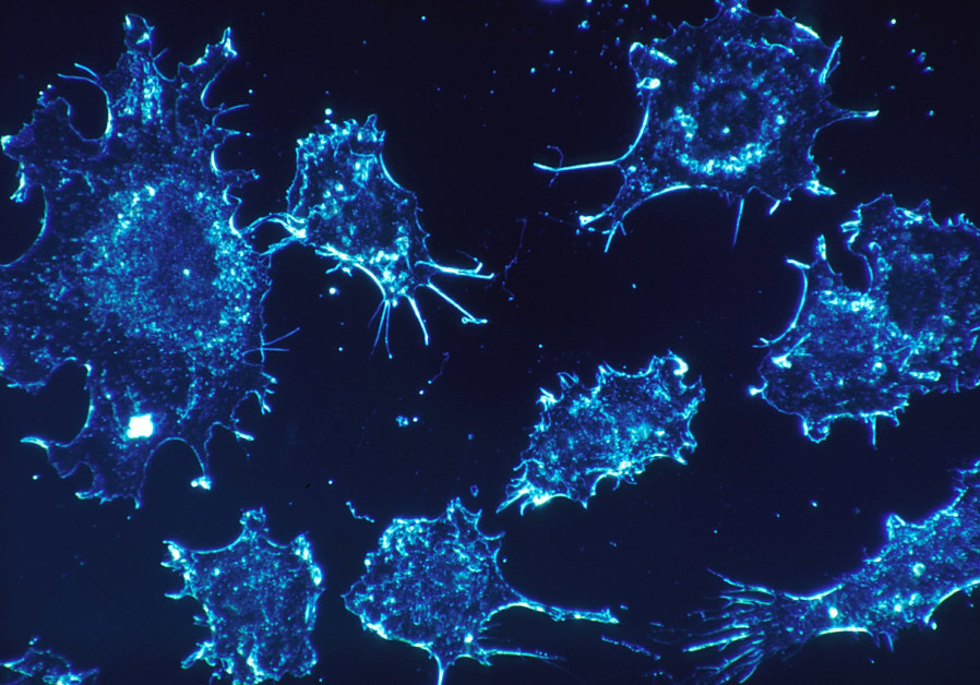 Cancer cells [illustrative]