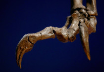 A fossil of a dinosaur claw.