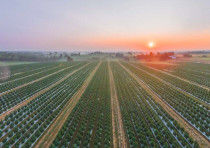 GenCanna hemp field in Kentucky