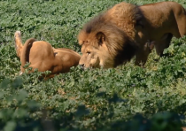 Lions at the Ramat Gan Safari