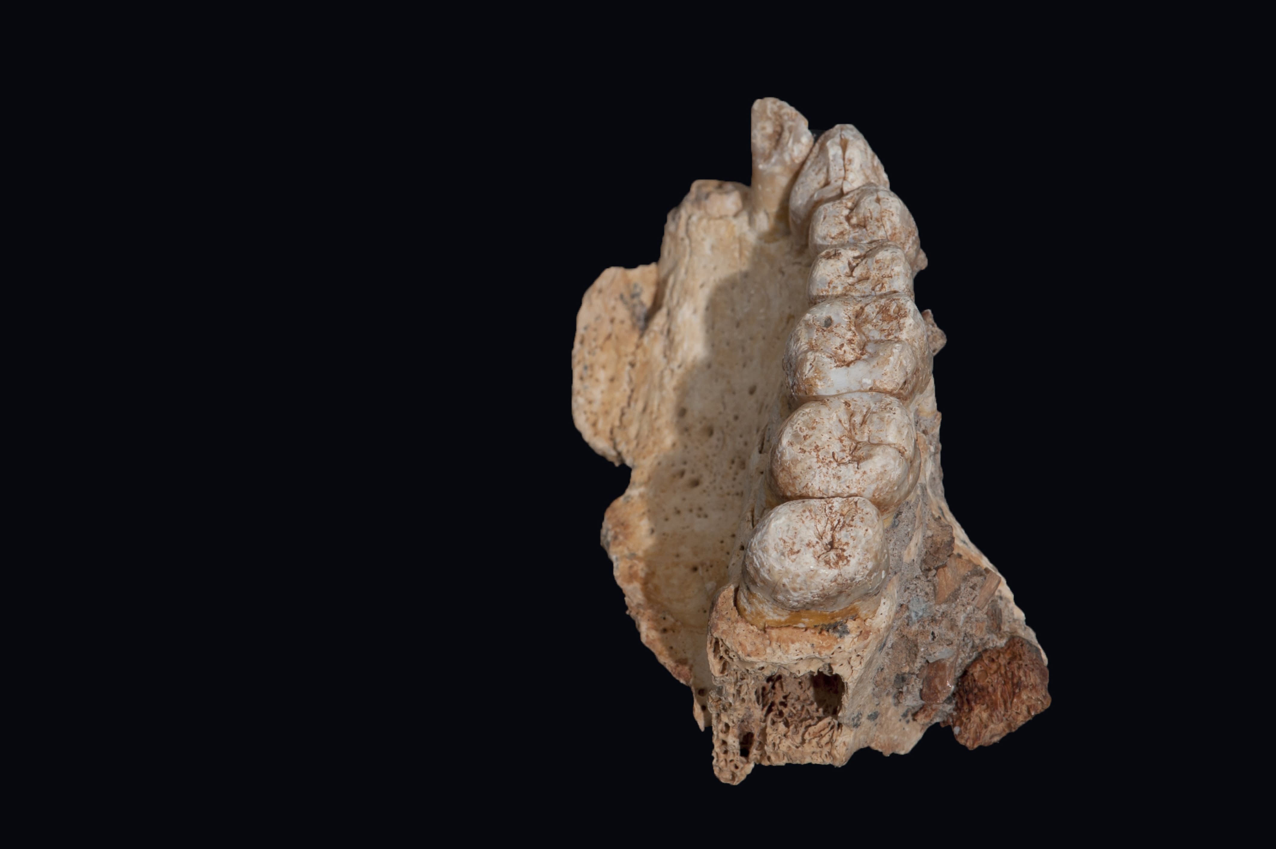  The maxilla (upper jaw) found in a cave in Mount Carmel. (COURTESY OF ISRAEL HERSHKOVITZ / TEL AVIV UNIVERSITY)
