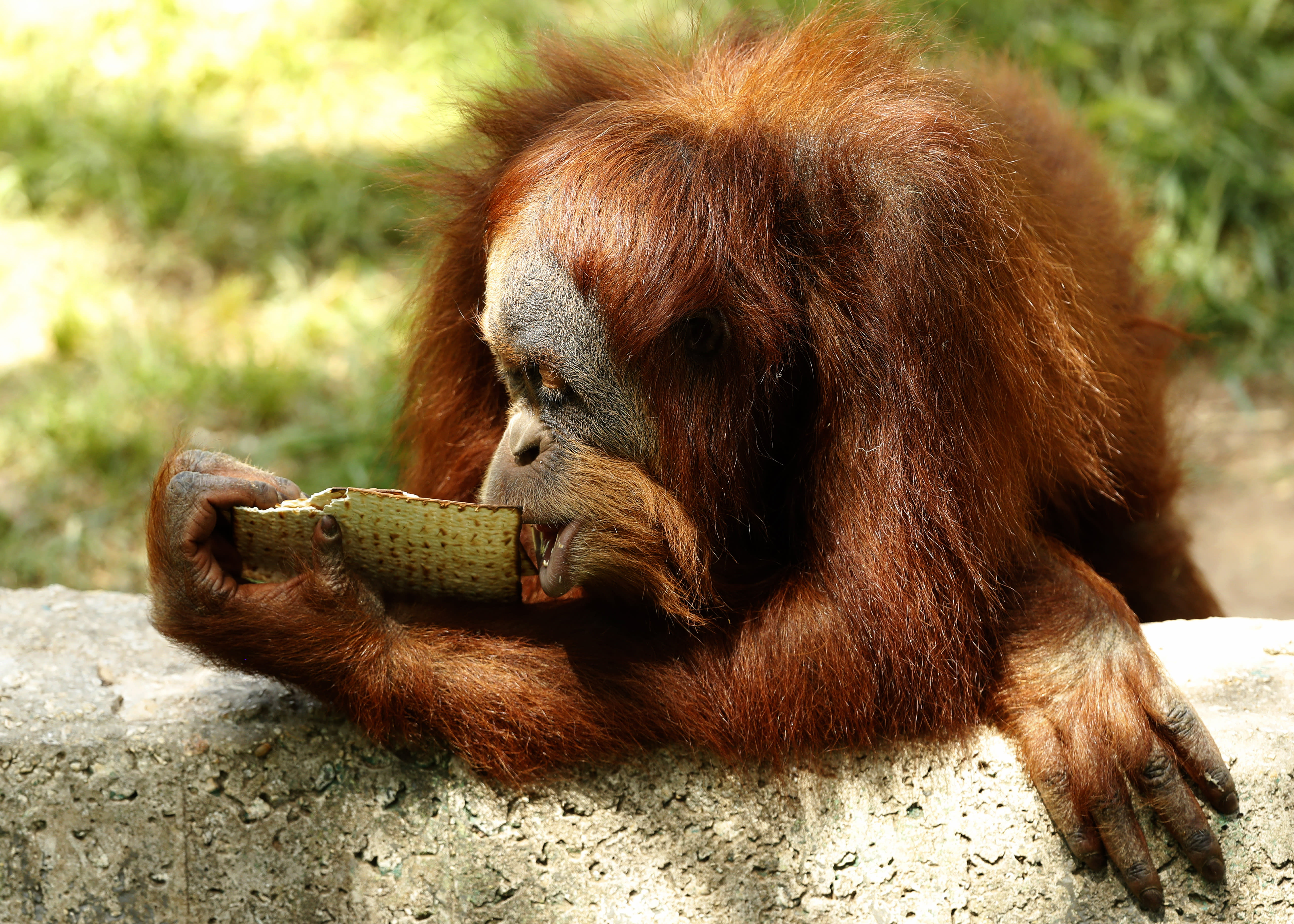 An orangutan eats the traditional Matza (unleavened bread) in preparation for the upcoming Jewish holiday of Passover, at the Ramat Gan Safari Park near Tel Aviv (Jack Guez/AFP)