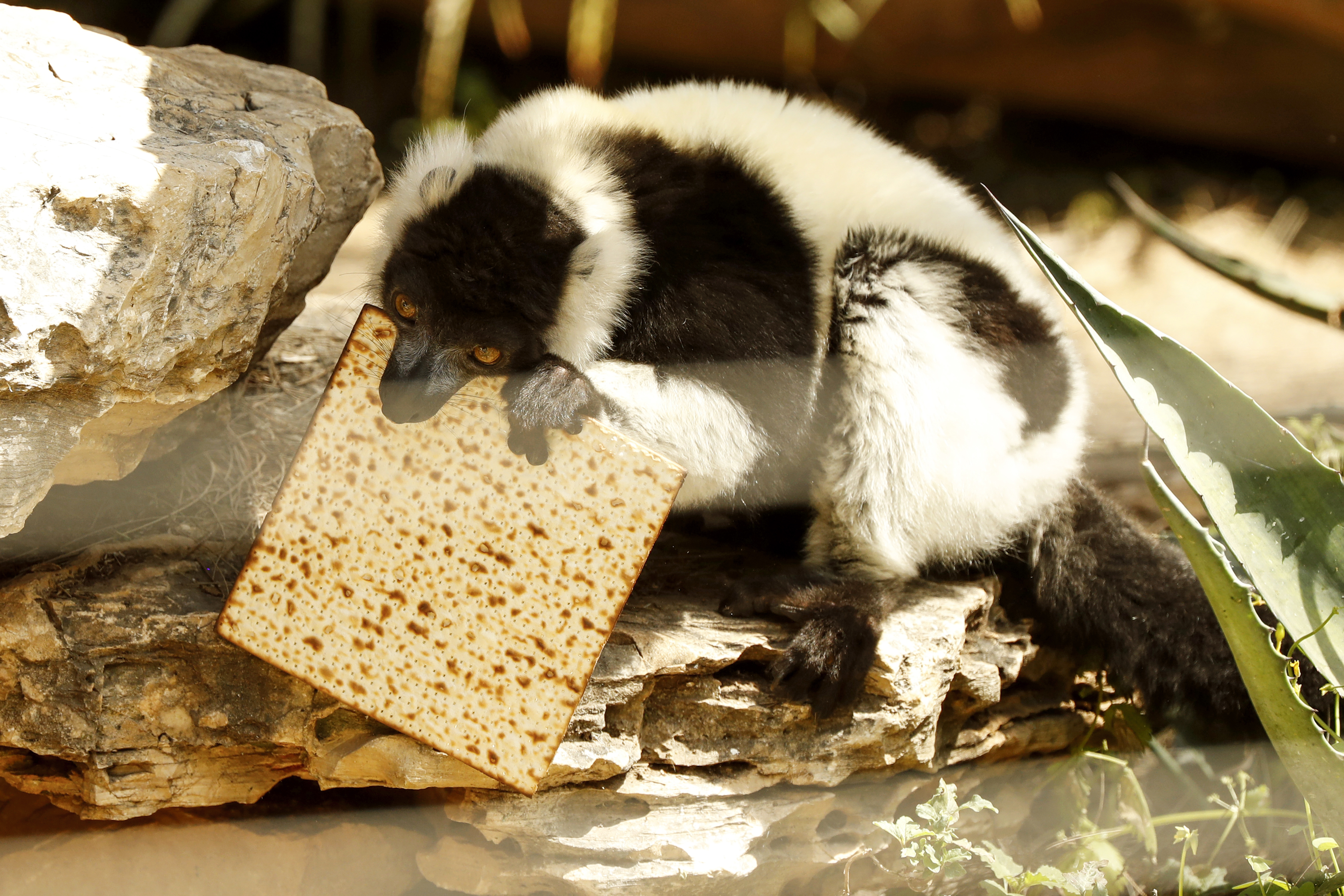 A lemur eats the traditional Matza (unleavened bread) in preparation for the upcoming Jewish holiday of Passover, at the Ramat Gan Safari Park near Tel Aviv (Jack Guez/AFP)