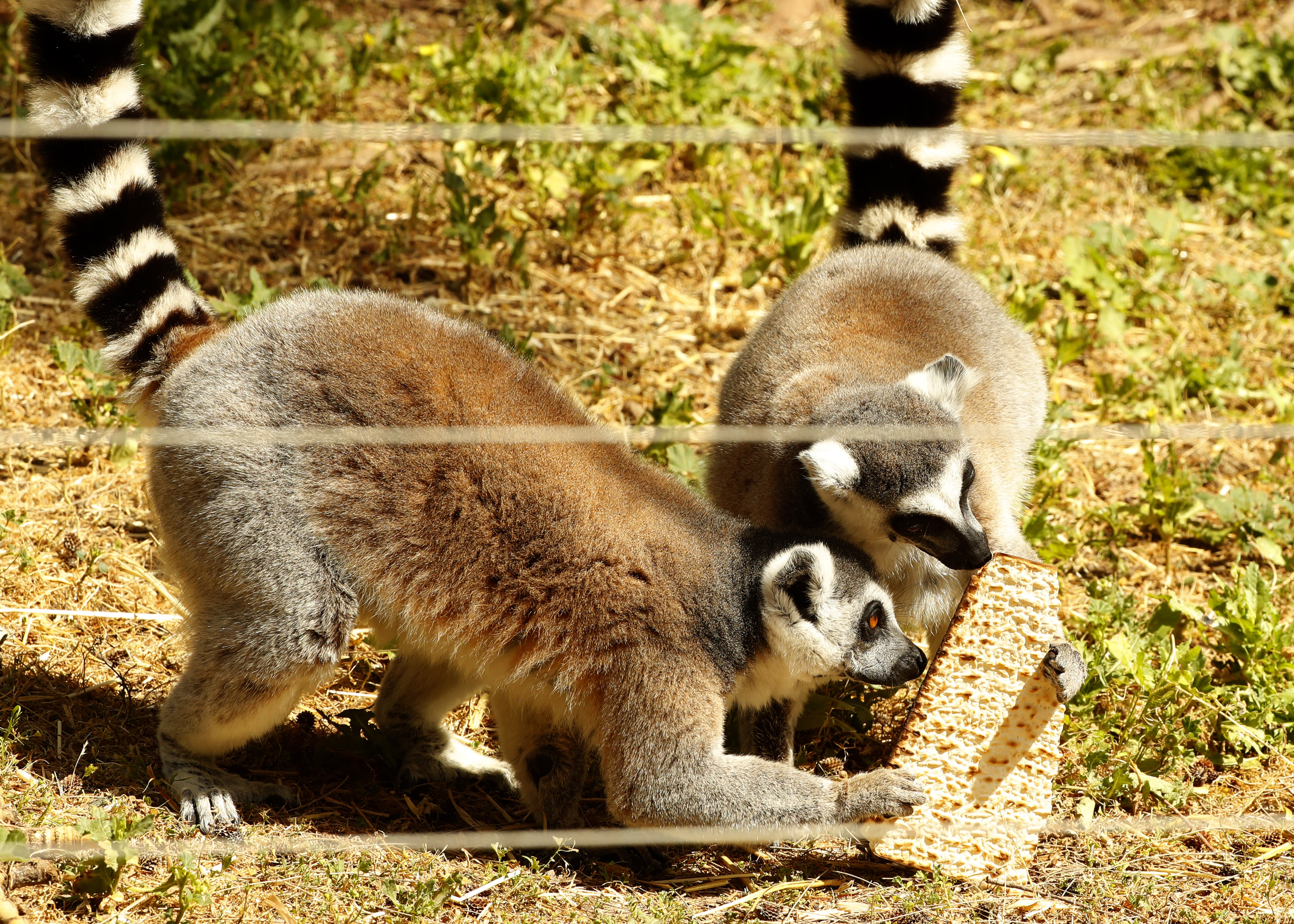 Lemurs eat the traditional Matza (unleavened bread) in preparation for the upcoming Jewish holiday of Passover, at the Ramat Gan Safari Park near Tel Aviv (Jack Guez/AFP)