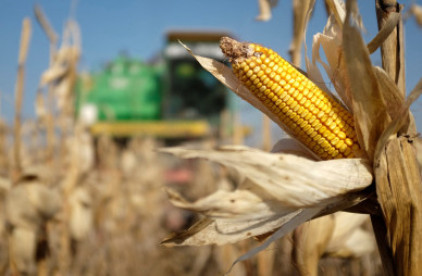   A combine machine harvests corn in a field near the village of Moskovskoye, outside Stavropol in southern Russia, October 14, 2014. 