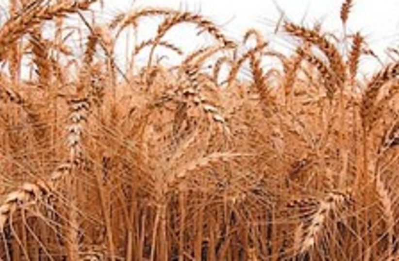 wheat field 88 224 (photo credit: Courtesy photo)