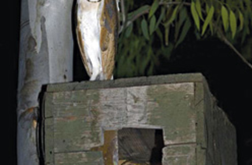 barn owls nesting 248.88 (photo credit: )