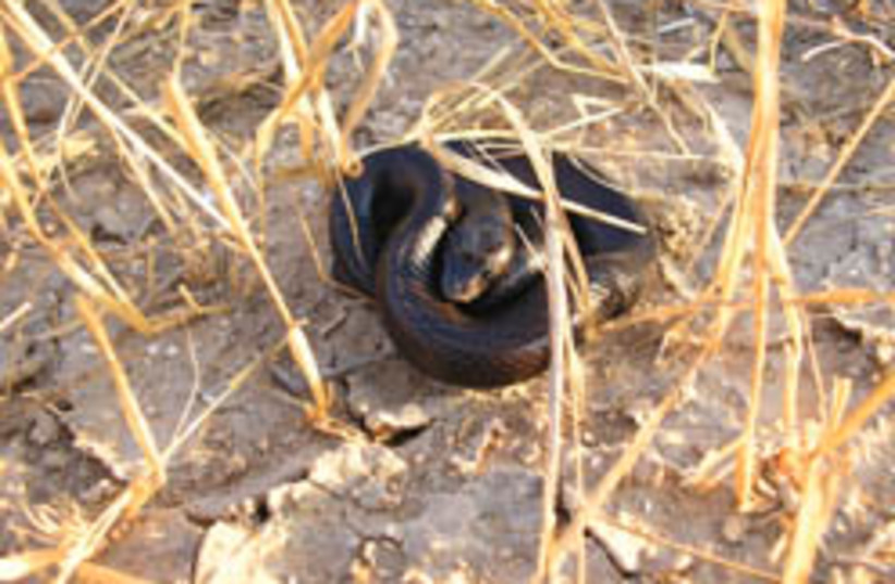 black racer snake 248.88 (photo credit: Itay Tesler )