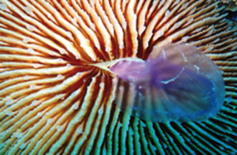 jellyfish 248.88 (photo credit: )