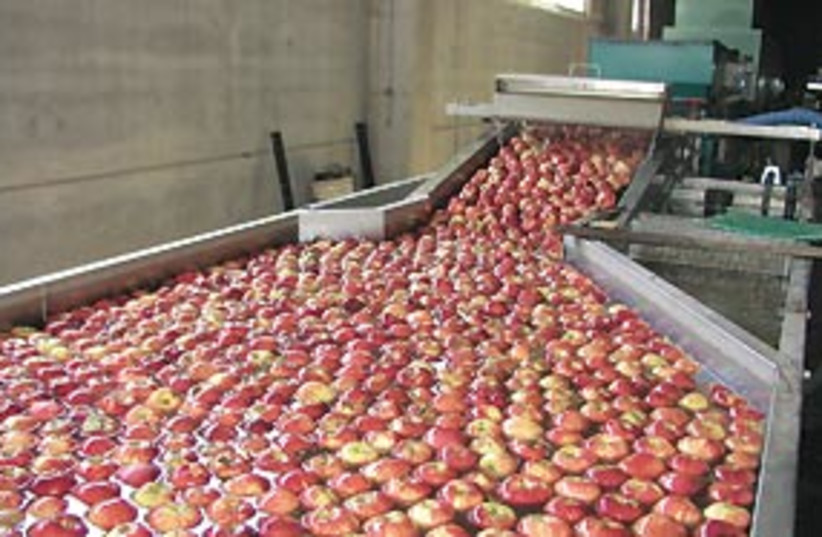 red apples syria 311 (photo credit: Ran Shadmon / Ministry of Agriculture)