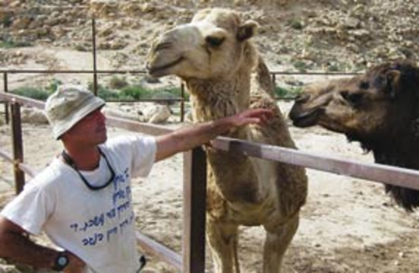 camels 311 (photo credit: Ben Hartman)