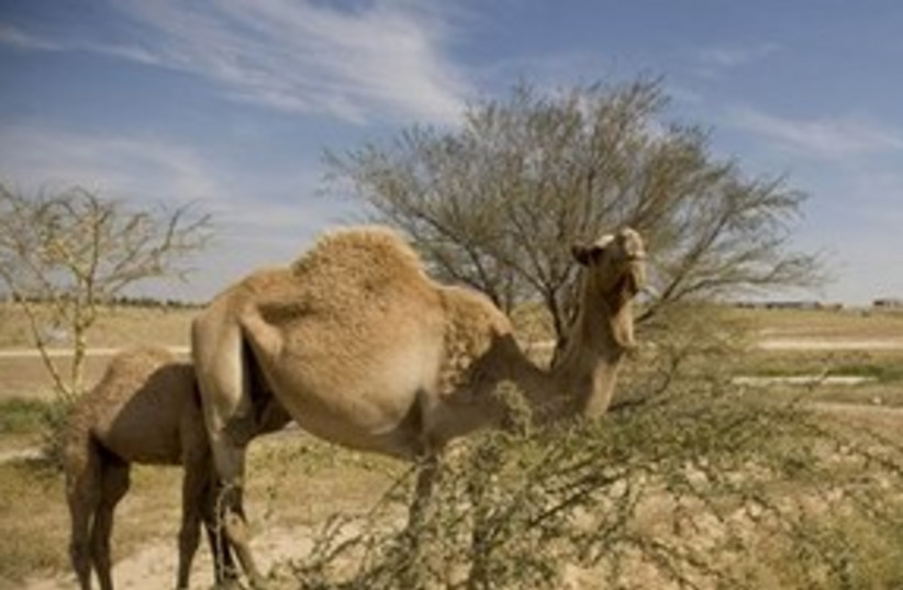 Camel and desert (photo credit: ASSOCIATED PRESS)