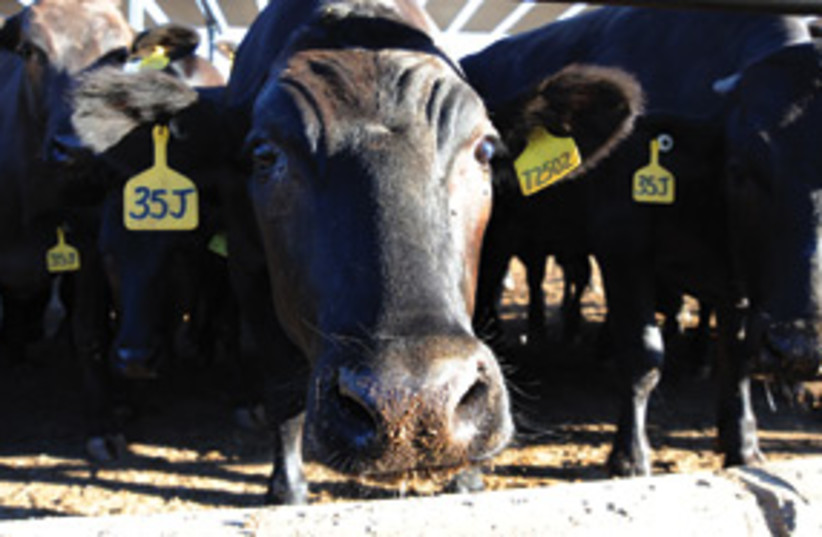 cows 311 (photo credit: Courtesy)
