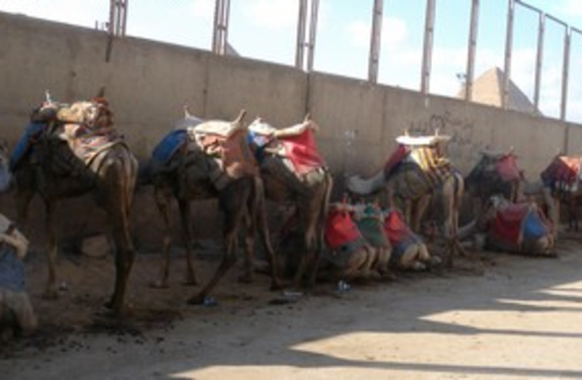 Camels Pyramid Egypt 311 (photo credit: MELANIE LIDMAN)