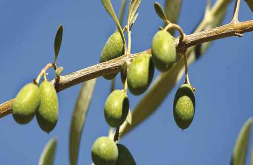 olives (photo credit: © DR)