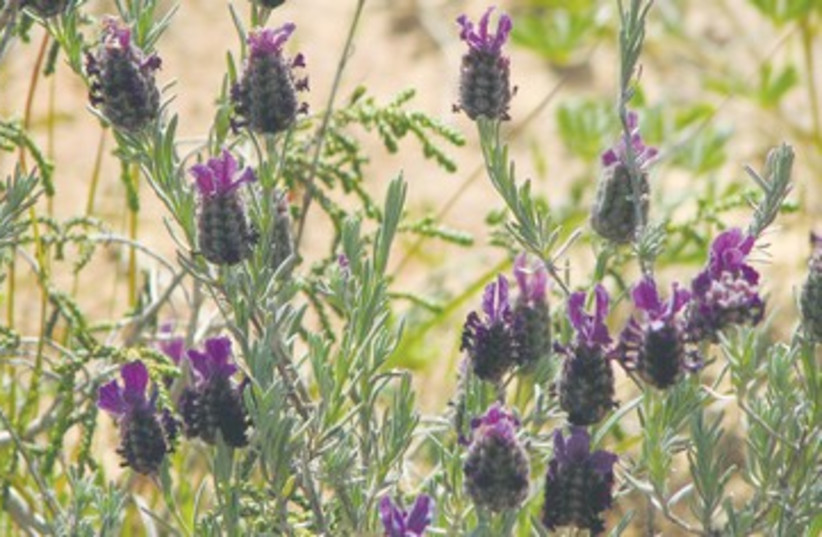 French Lavender in Israel 390  (photo credit: SPNI)