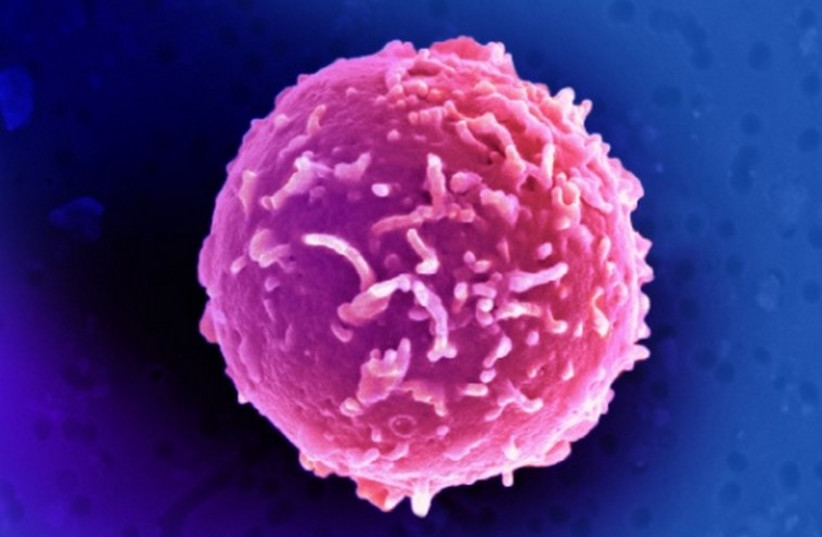 A magnified view of a CD34+ stem cell (photo credit: REUTERS)