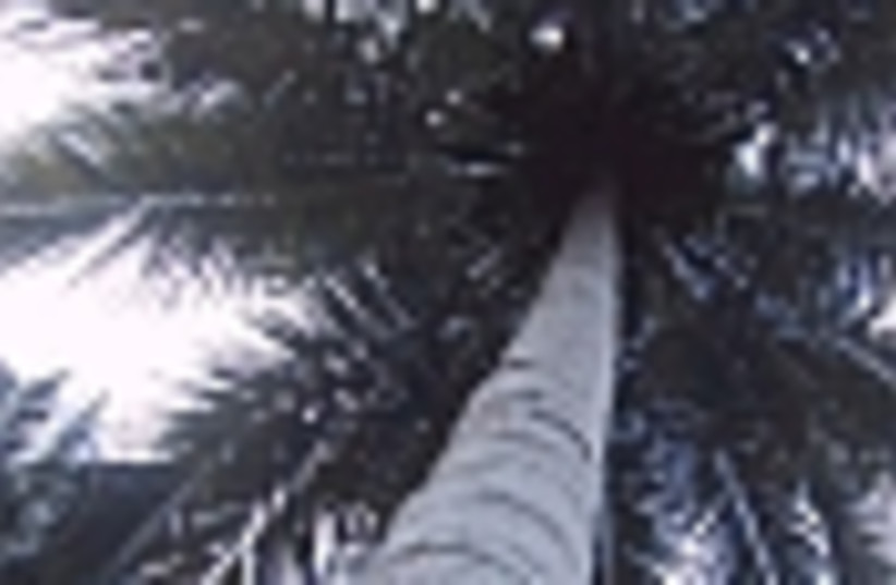 palm tree 88 (photo credit: )
