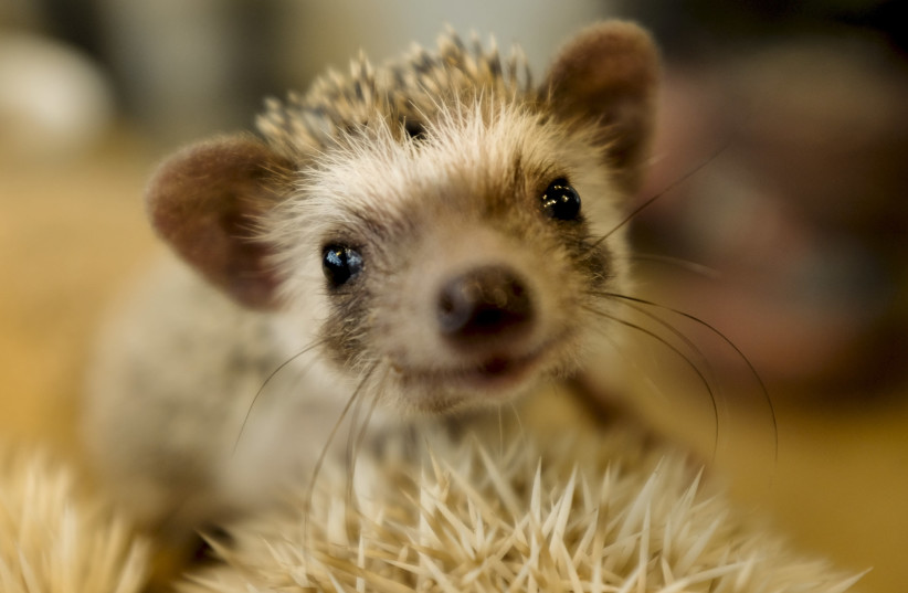 Hedgehog (photo credit: THOMAS PETER/REUTERS)