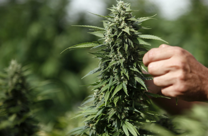 A worker touches a cannabis plant at a growing facility for the Tikun Olam company near the northern city of Safed (photo credit: REUTERS/NIR ELIAS)