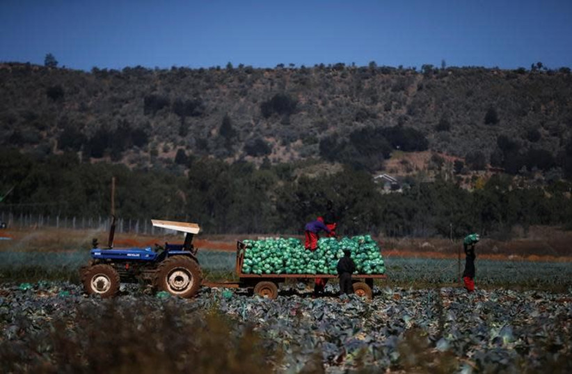 Farm workers harvest cabbages at a farm in Eikenhof, south of Johannesburg, South Africa, June 8, 2017 (photo credit: SIPHIWE SIBEKO/REUTERS)