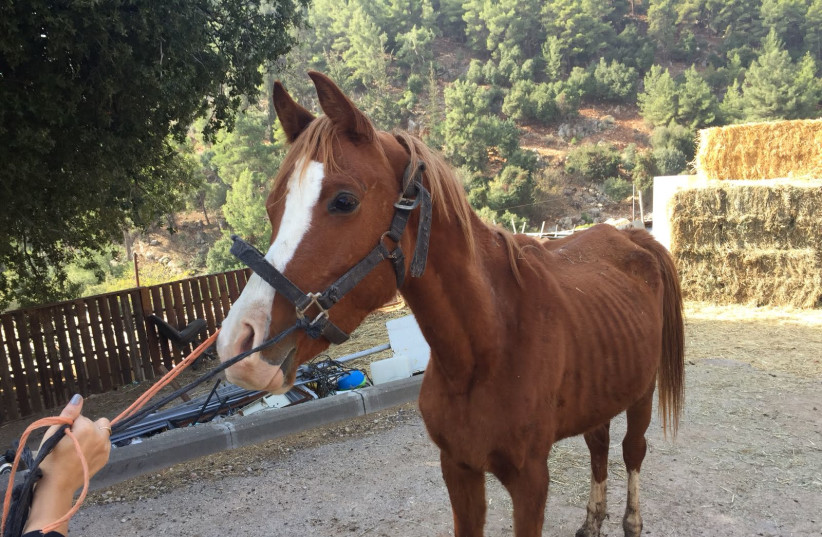 A starving horse being taken away from abusive owner / Courtesy Ministry of Agriculture (photo credit: YUVAL HADANI)