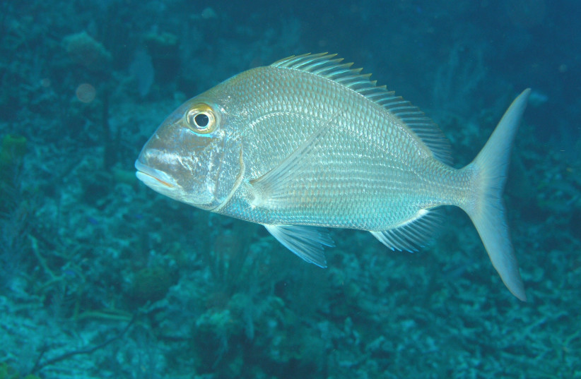Picture of a Blue Tilapia (photo credit: Courtesy)