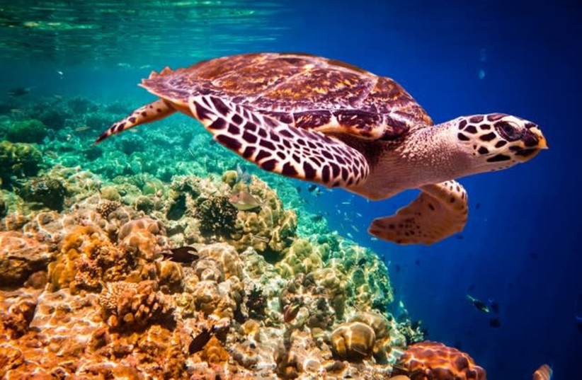 The Hawksbill sea turtle. (photo credit: Courtesy)