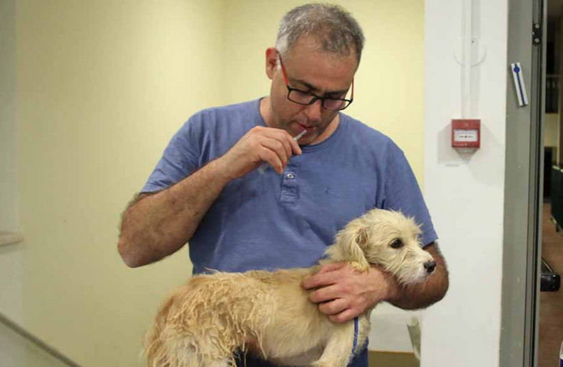 Dr. Shai Rodrig vaccinates a dog against rabies (photo credit: GILBOA REGIONAL COUNCIL)