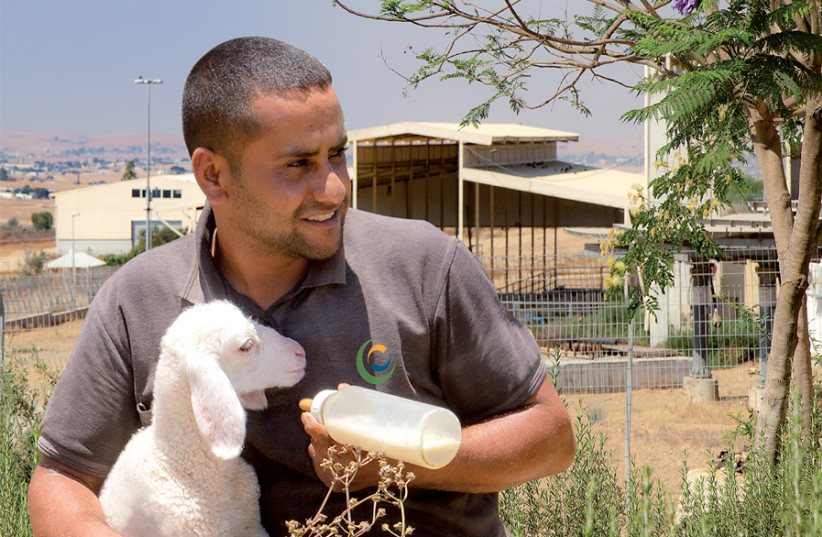 A Bedouin eco-farm celebrates a decade of sustainability (photo credit: SHAI ZAUDERER)