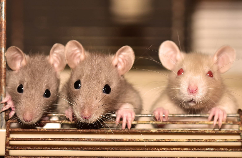 Rats (photo credit: PIXABAY)