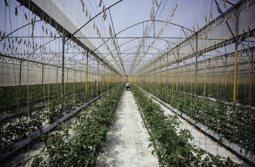 The Prospera Technologies system used in a Mexican greenhouse, seeking to impact the global market, Prospera chose Mexico as it is one of the largest vegetable greenhouse producers in the world (photo credit: Courtesy)