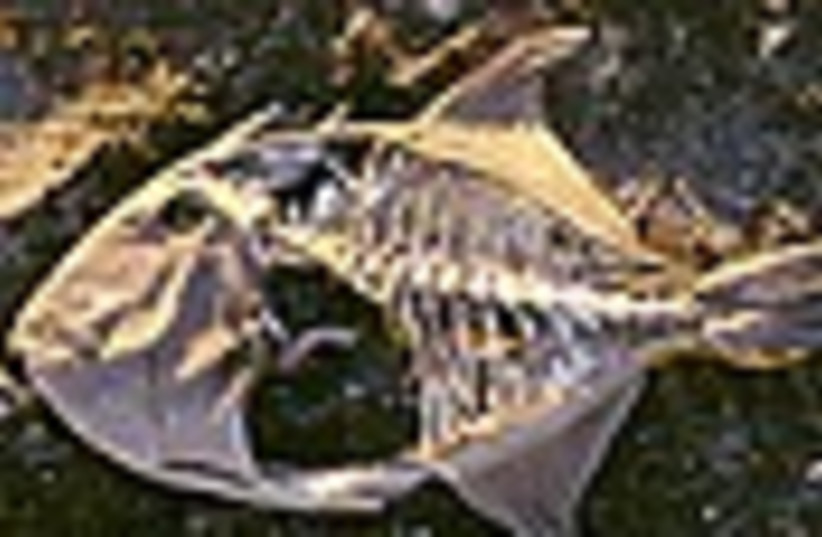 fish bones 88 (photo credit: )