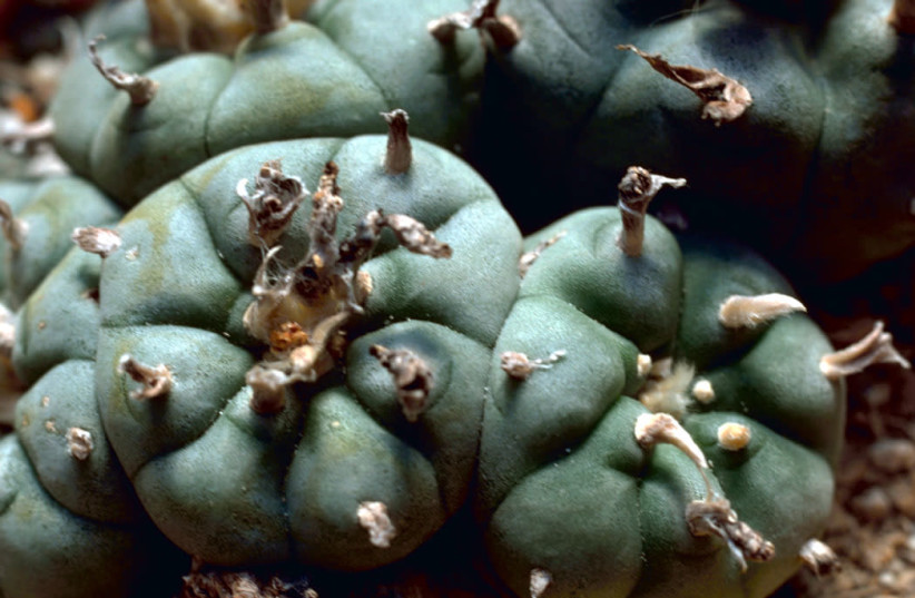 The Peyote Cactus. (photo credit: Wikimedia Commons)