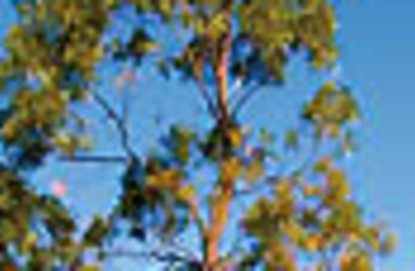 acacia tree 88 (photo credit: )