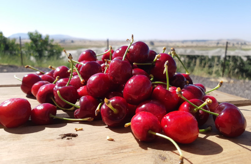 Cherries picked from a Golan Heights orchard. (photo credit: IDO ROSENBERG)