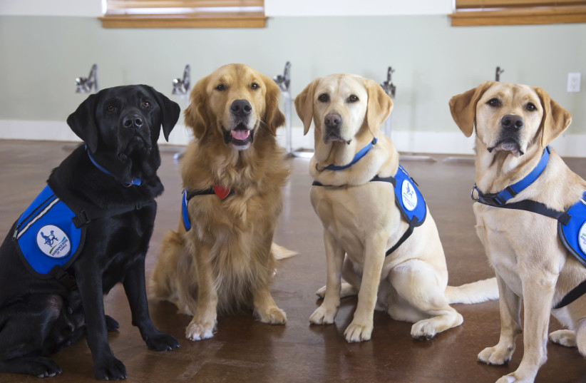Three Labrador retrievers named Sadie, Tess and Yuki, and a Golden retriever named Samson, help detect people infected with coronavirus in Hawaii. (photo credit: Courtesy)