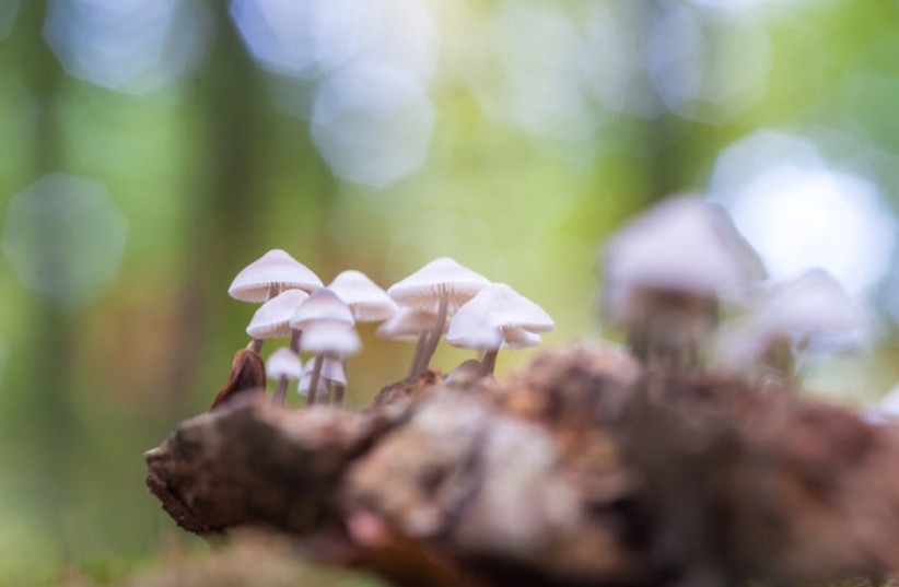  psychedelic mushrooms (illustrative) (photo credit: WAVIPICTURE)