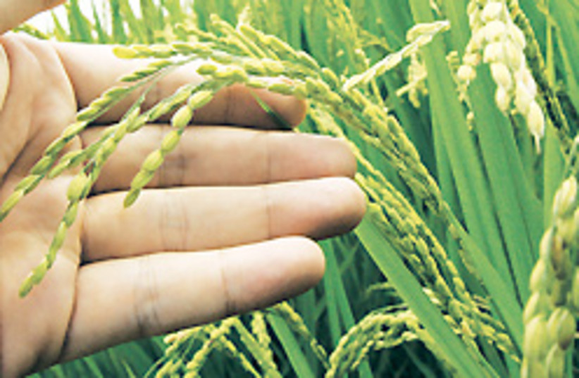 rice growing 248.88 (photo credit: )