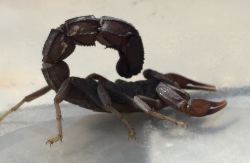  Arabian fat-tailed scorpion (photo credit: SPEEDPHI/CREATIVE COMMONS)
