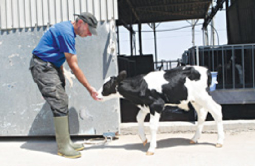 kibbutz feeding cow 248.88 (photo credit: Ariel Jerozolimski [file])