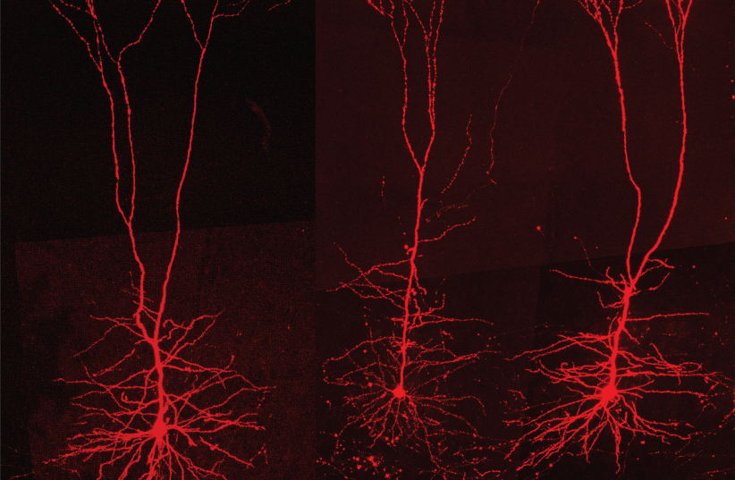 Researchers develop AI that can track movement, growth of human cells ...