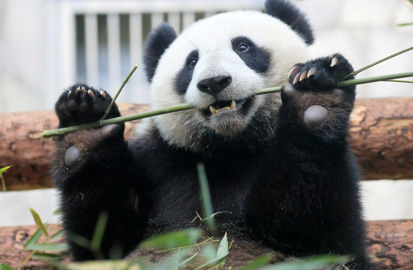  A giant panda eats bamboo inside an enclosure at the Moscow Zoo on a hot summer day in the capital Moscow, Russia June 7, 2019. (photo credit: REUTERS/TATYANA MAKEYEVA/FILE PHOTO)