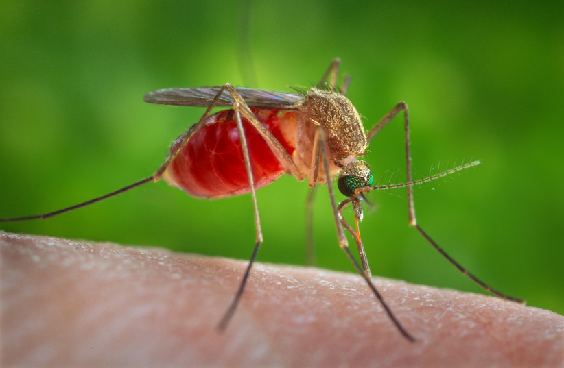  A Culex quinquefasciatus mosquito is seen on the skin of a human host in this 2014 picture from the Center for Disease Control. C. quinquefasciatus is known as one of the many arthropodal vectors responsible for spreading the arboviral encephalitis, West Nile virus (WNV) to human beings through the (photo credit: REUTERS/CDC/JAMES GATHANY)