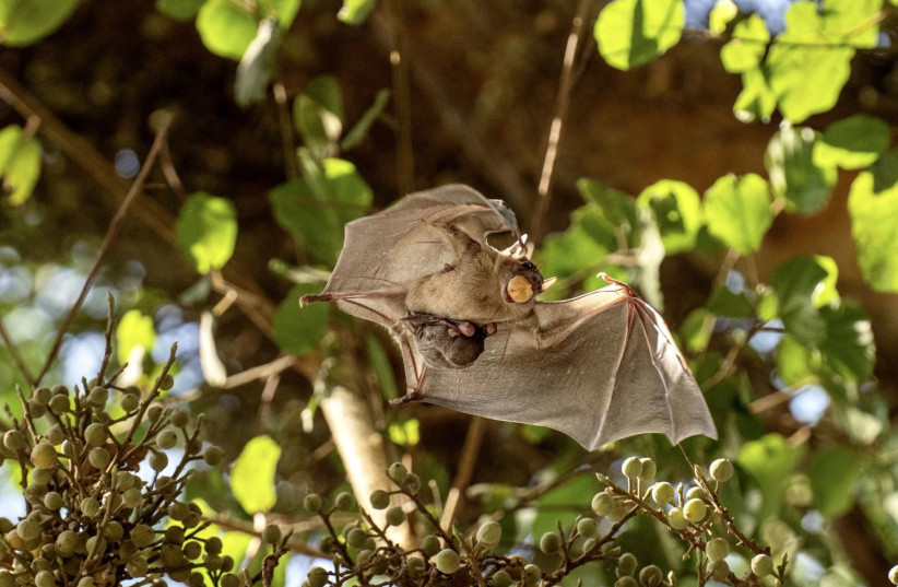  Fruit Bat in daytime. (photo credit: YUVAL BARKAI)