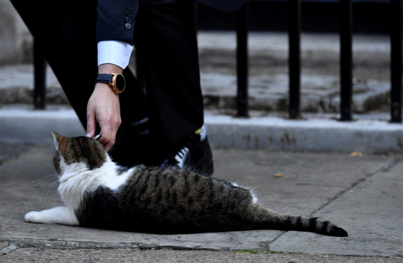  Larry the cat is petted outside Downing Street, following the death of Britain's Queen Elizabeth, in London, Britain, September 18, 2022. (photo credit: CLODAGH KILCOYNE/REUTERS)