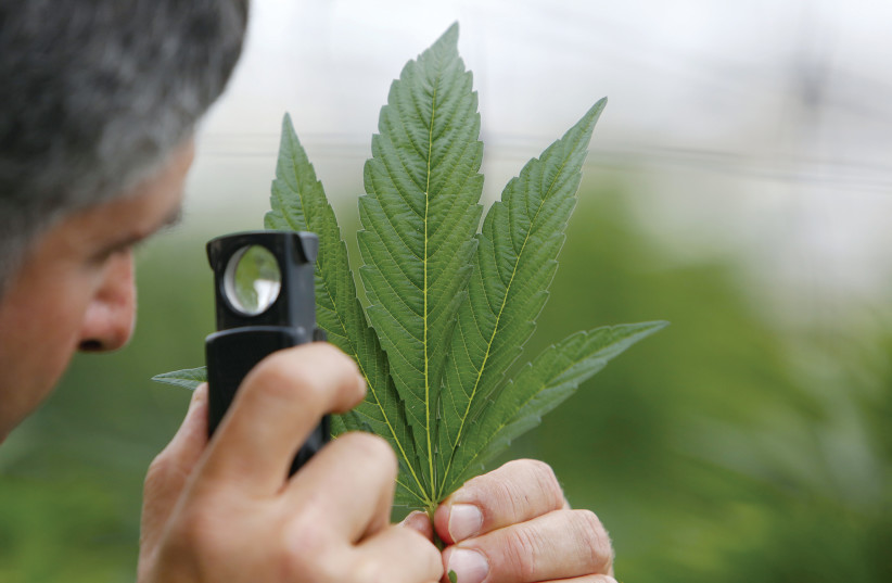  A man inspects the leaf of a cannabis plant at a medical marijuana plantation in northern Israel. (photo credit: NIR ELIAS/REUTERS)