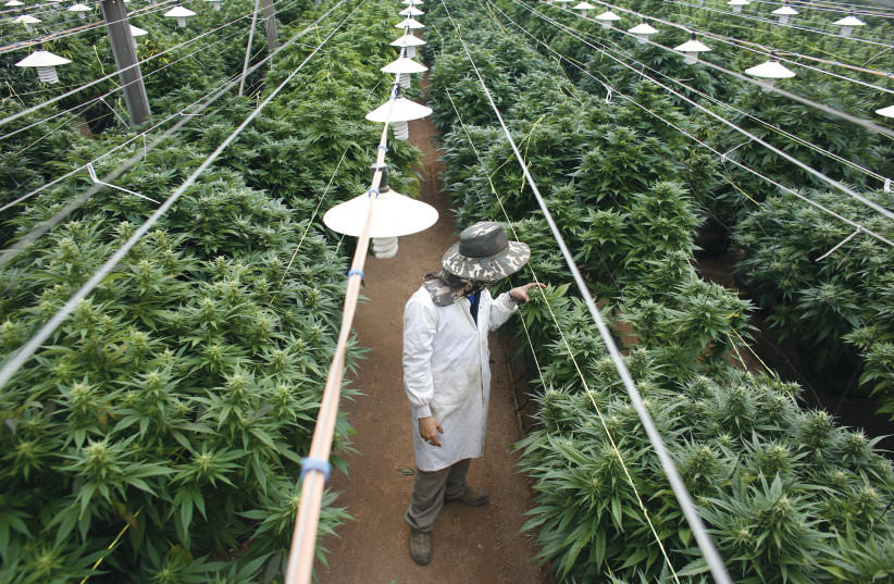  An employee checks cannabis plants at a medical marijuana plantation in northern Israel on March 21, 2017.  (photo credit: NIR ELIAS/REUTERS)